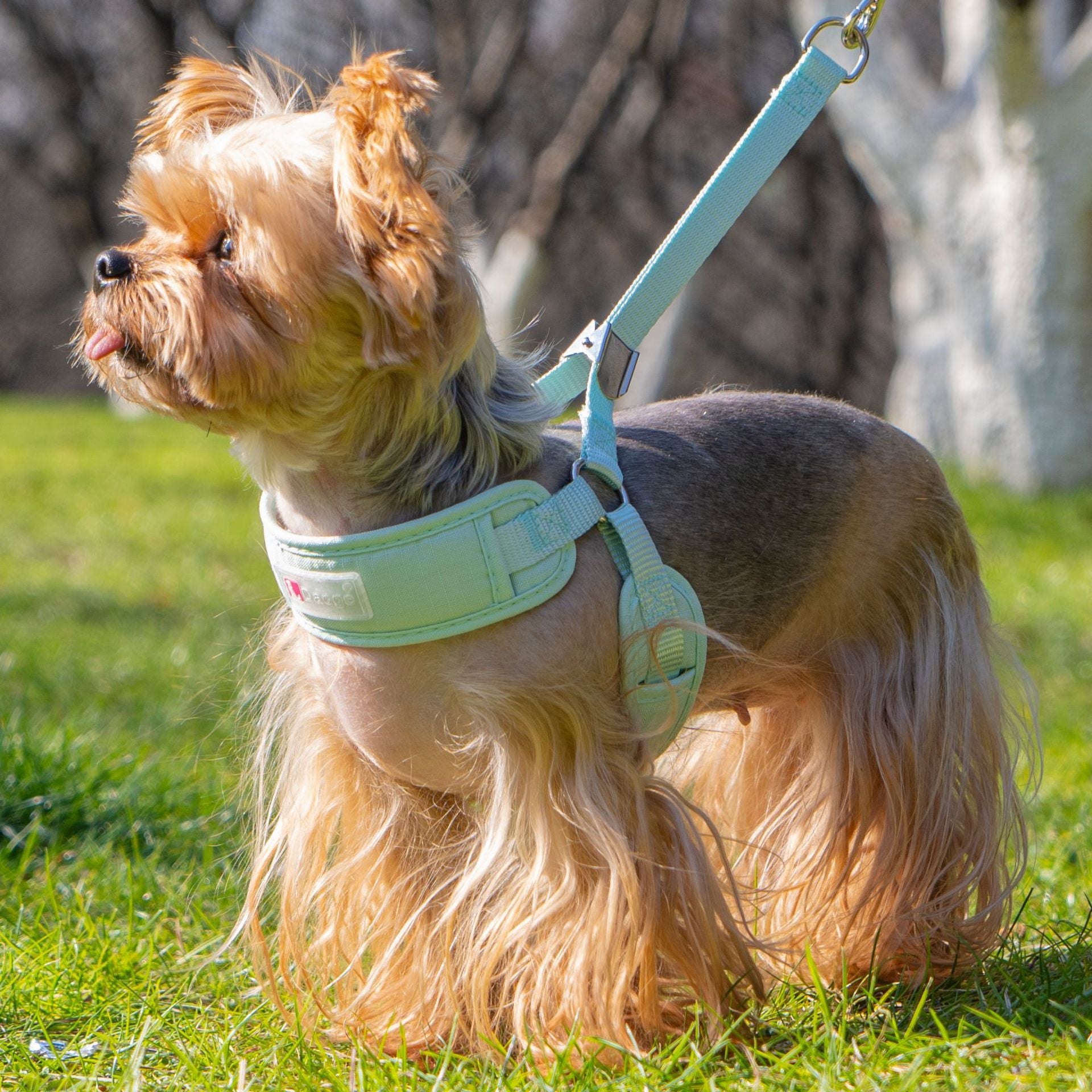 Everyday Ergonomic No-Pull Dog Harness & Leash Set - Image 5