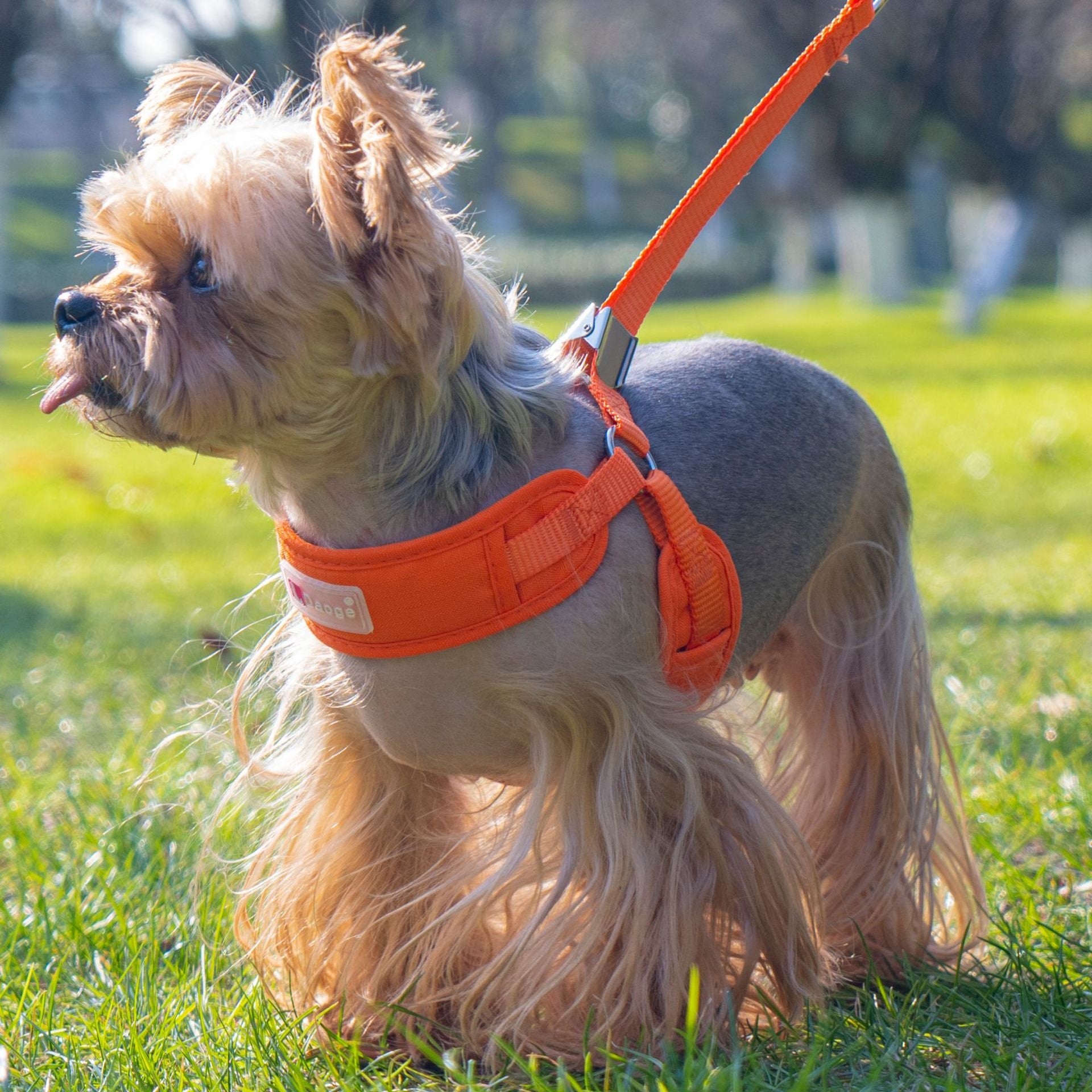 Everyday Ergonomic No-Pull Dog Harness & Leash Set - Image 4