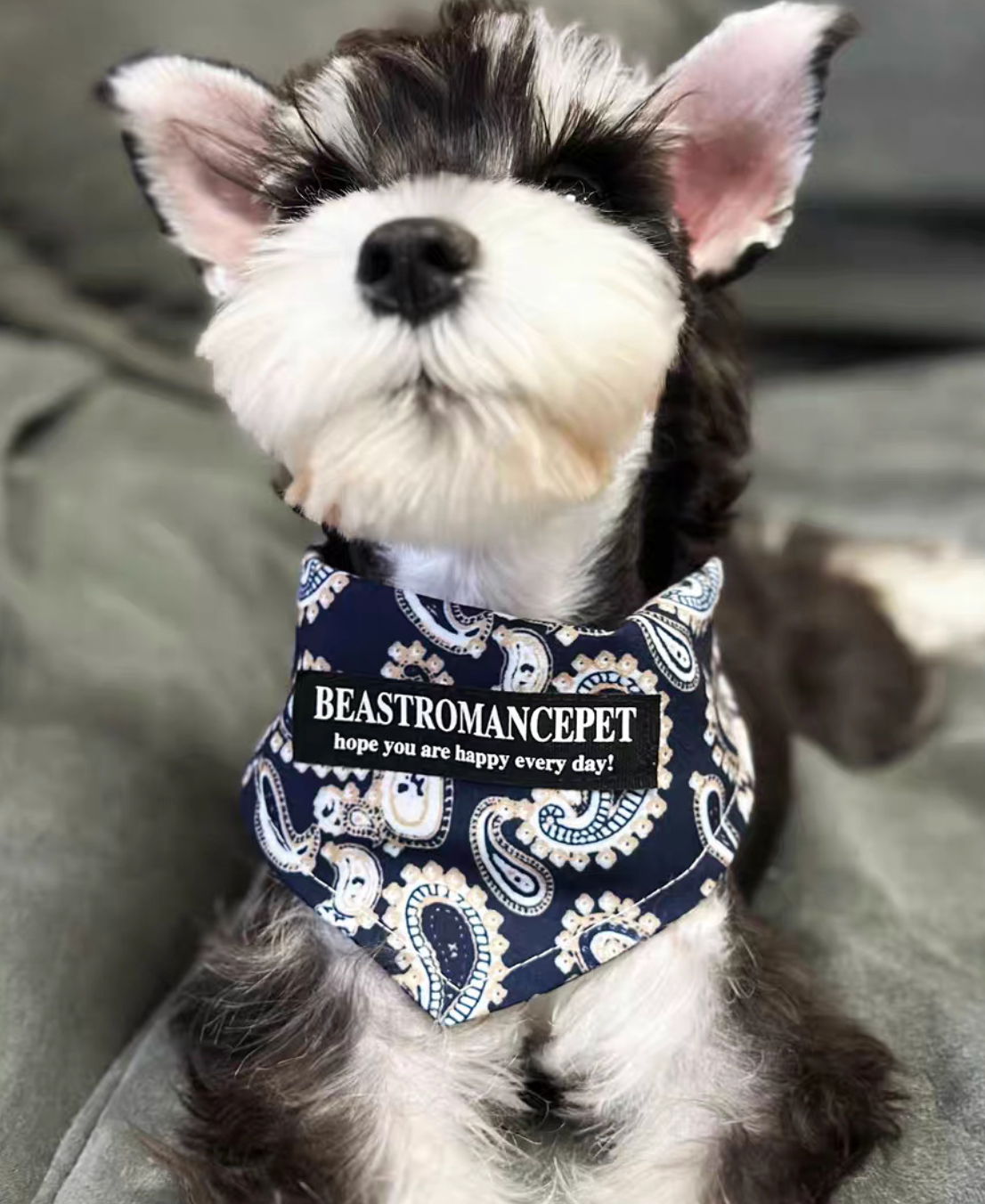 Heritage Tartan & Festive Halloween Pet Triangle Bandana - Image 2